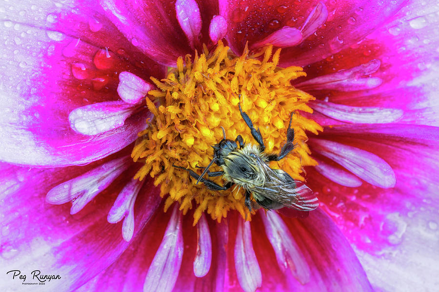 Dewy Bee Photograph by Peg Runyan