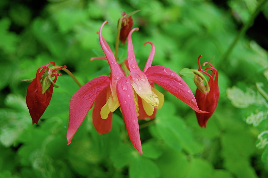 Dewy Columbine Photograph by Margaret Pitcher