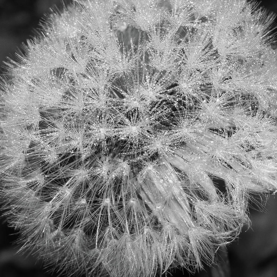 Bw Photograph - Dewy Dandelion by Bear R Humphreys Bw Photograph - Dewy Dandelion by Bear R Humphreys