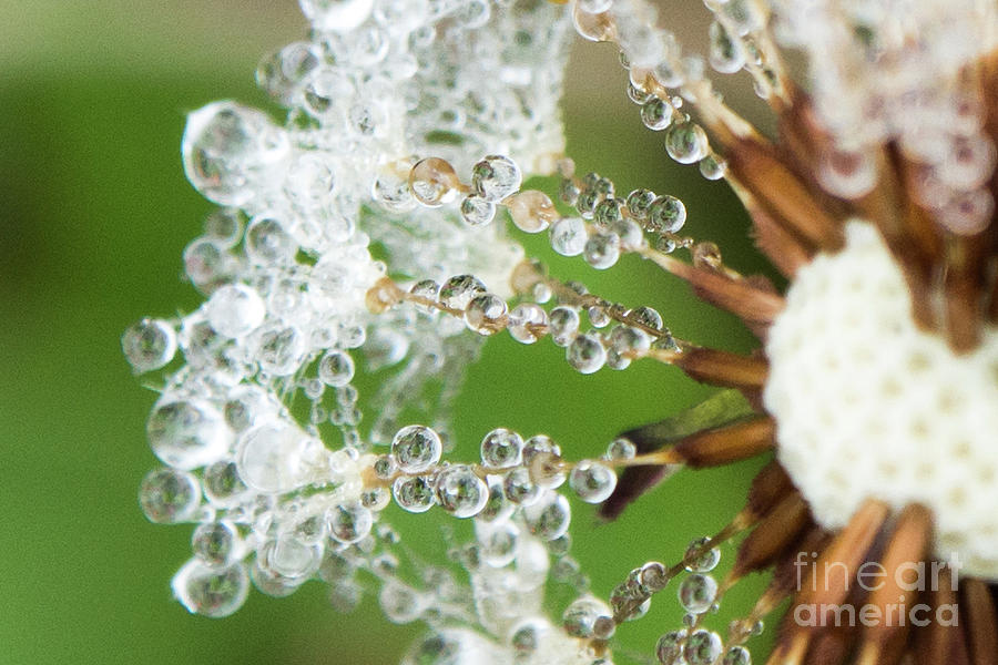 Nature Photograph - Dewy Diamond Dandelion 3 of 12 by Cheryl McClure