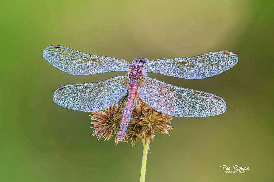 Dewy Dragonfly Photograph by Peg Runyan