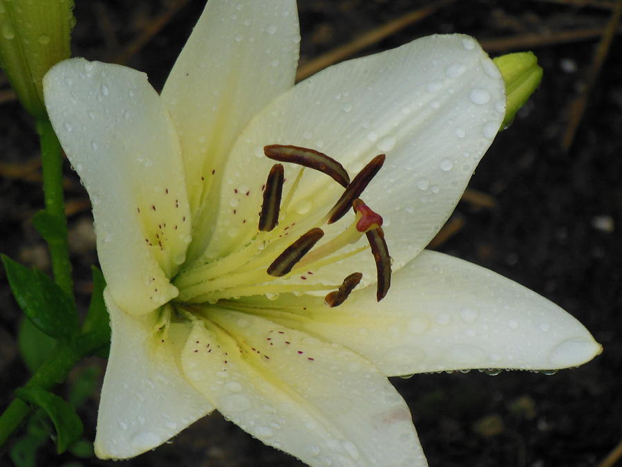 Lily - Dewy Easter Lily Photograph