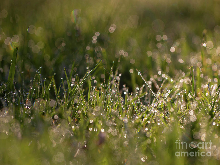 Dewy Morning Photograph