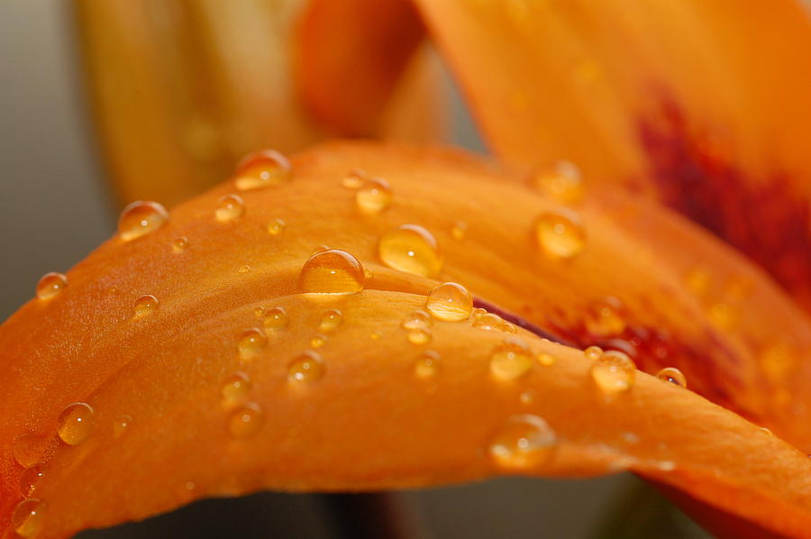 Dewy Orange Lily Petal Photograph by Amy Fose