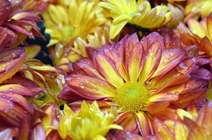 Dewy Pink and Yellow Daisies 1 Photograph by Amy Fose