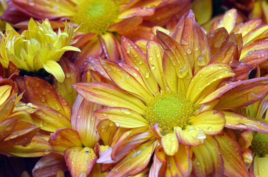 Dewy Pink and Yellow Daisies 2 Photograph by Amy Fose