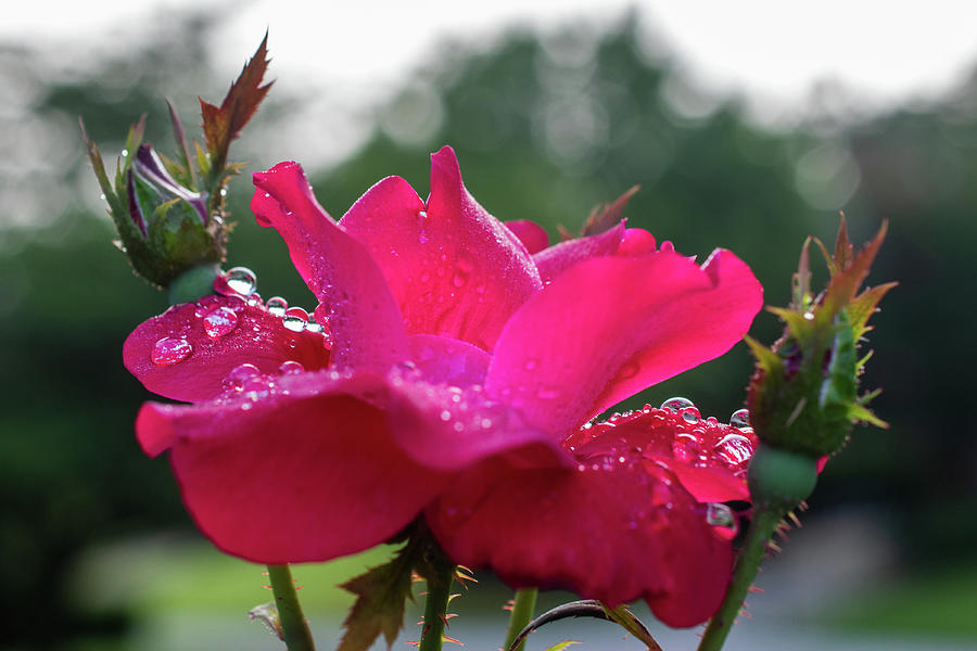 Dewy Red Rose Photograph