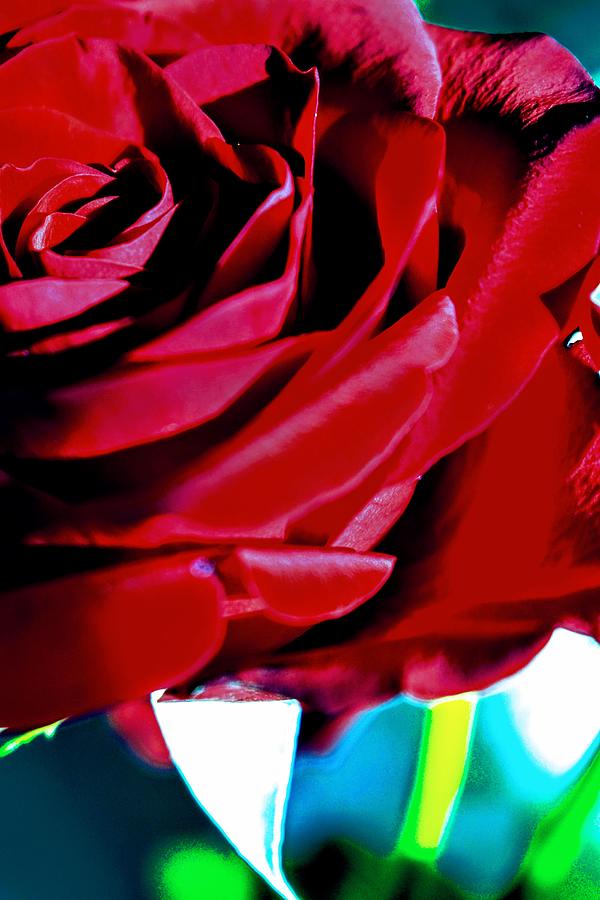 Dewy Rose Photograph by Teresa Snowden - Fine Art America