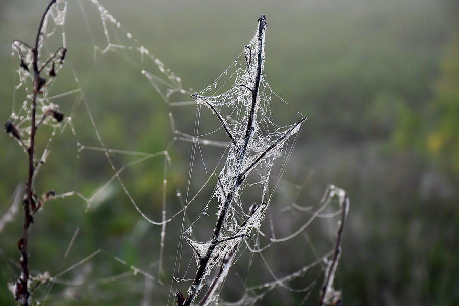 Dewy spiderweb Photograph by Christopher Mercer