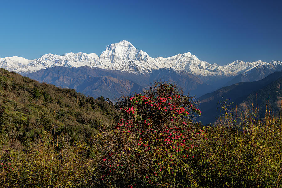 Dhaulagiri, a morning view from Ghorepani Photograph by Radek Kucharski