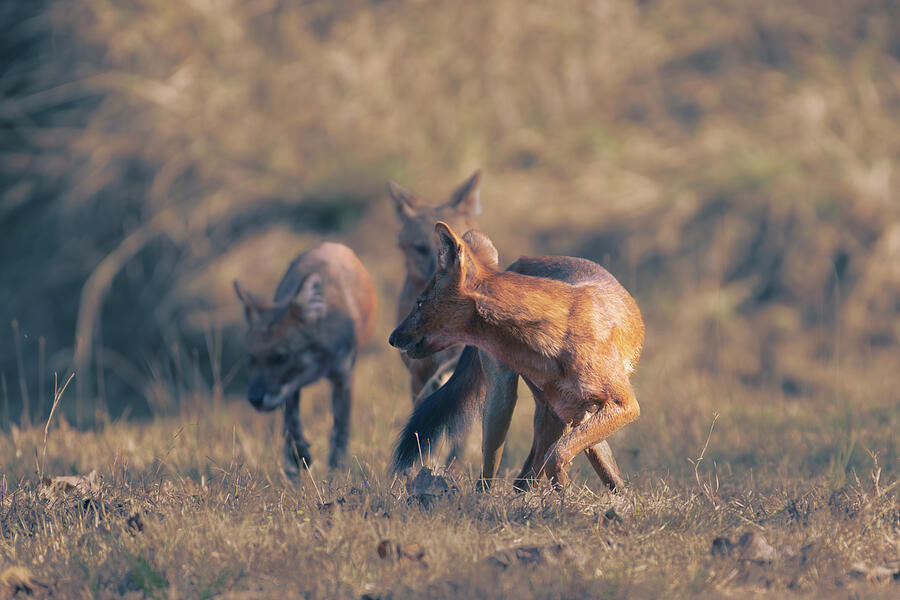 Dhole - Indian Wild Dogs Photograph by Kiran Joshi