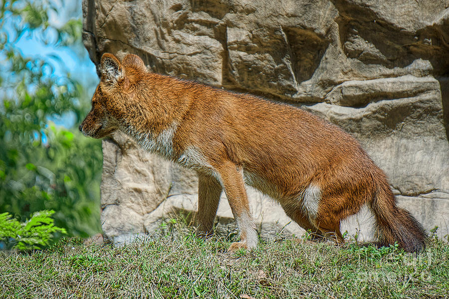 Dhole Lookout Photograph by Judy Kay