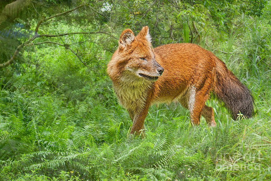 Dhole on the Ground Photograph by Judy Kay