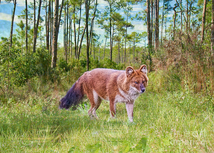 Dhole on the Hunt Photograph by Judy Kay
