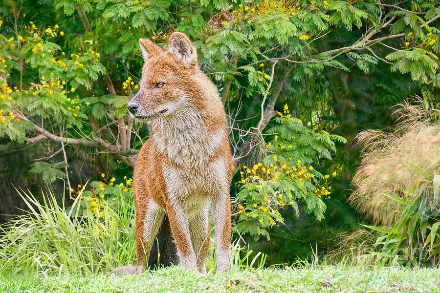 Dhole Pose Photograph by Judy Kay