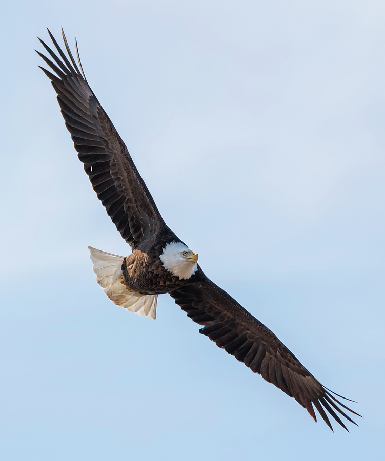 Diagonal Eagle Photograph by Loree Johnson