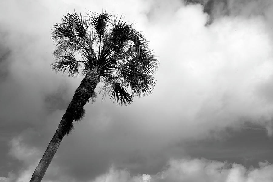 Diagonal Palm Photograph by Robert Wilder Jr