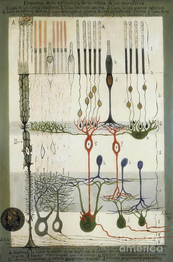 Diagram Of The Structure Of The Mammalian Retina, Original Drawing By Santiago Ramon Y Cajal Painting by Santiago Ramon Y Cajal