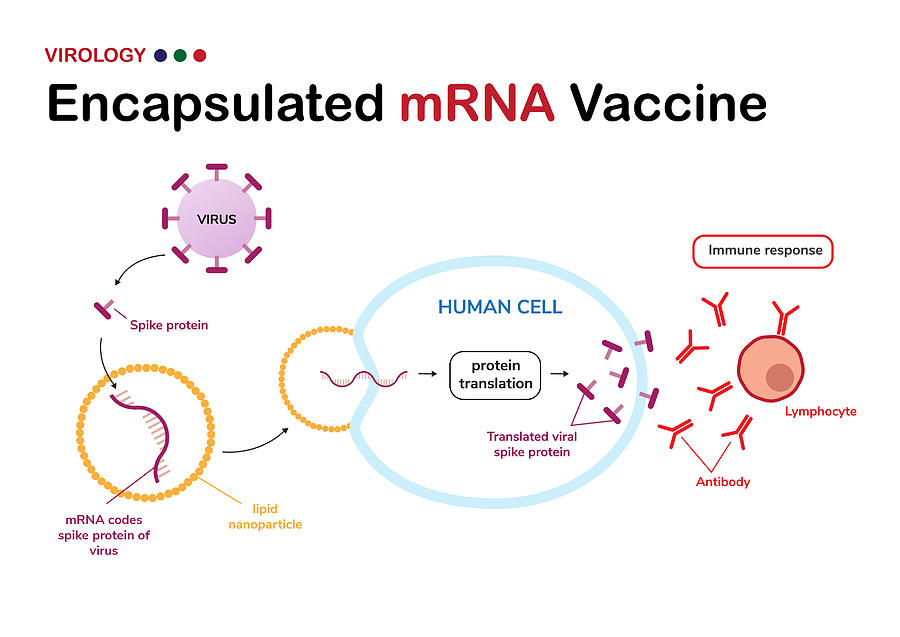 Diagram show meaning of encapsulated mRNA vaccine from viral spike protein (developed from COVID-19 or SARS-CoV-2) and how its work for immune response Drawing by Trinset