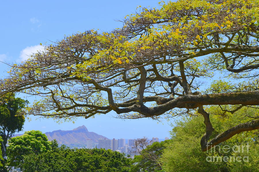 Diamond Head View From Punchbowl In Makiki - 1 Photograph