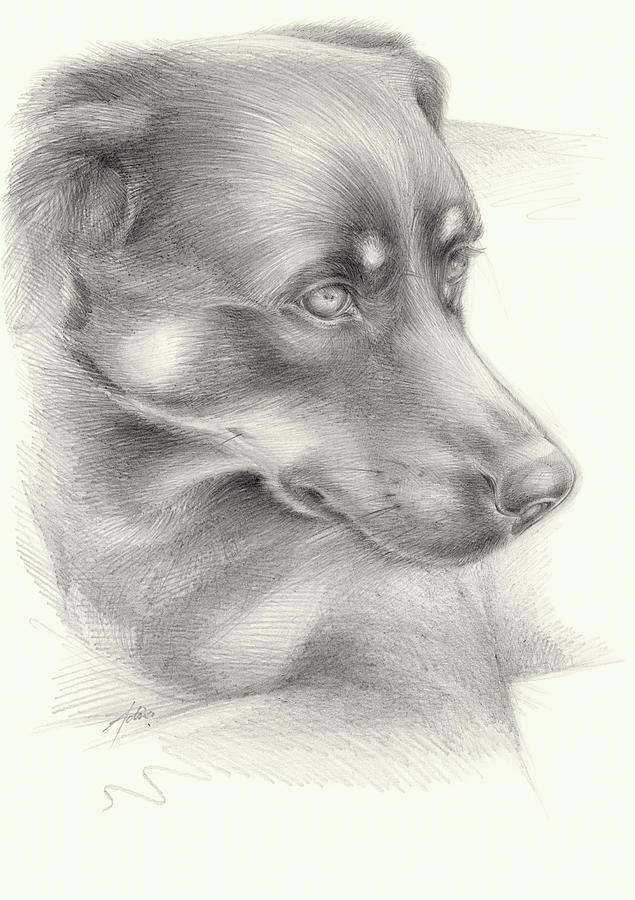 Diana 1, dog portrait Drawing by Adriana Mueller