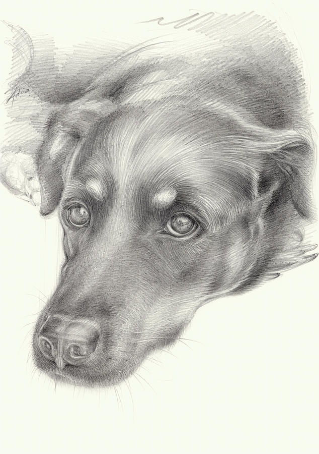 Diana 2, dog portrait Drawing by Adriana Mueller