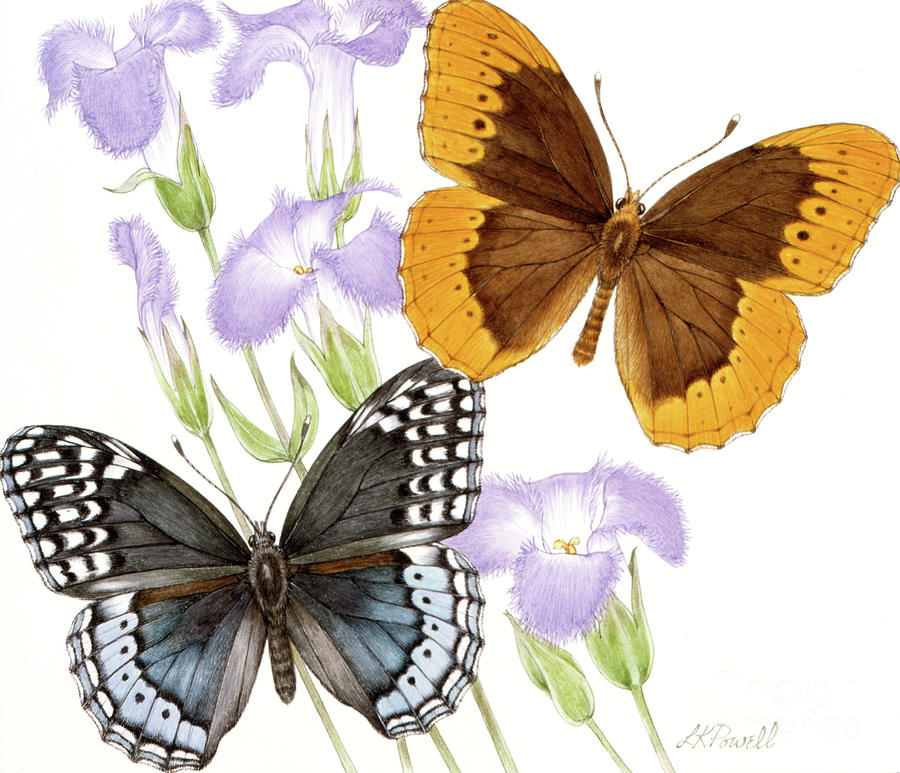 Diana Fritillary Butterfly And Fringed Gentian Painting by Linda K Powell