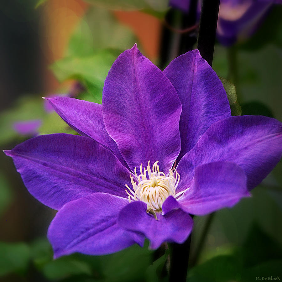 Diana’s Delight Clematis Square Format Photograph by Marilyn DeBlock
