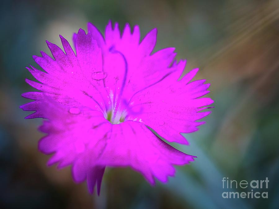 Dianthus Beauty Photograph by Scott and Dixie Wiley