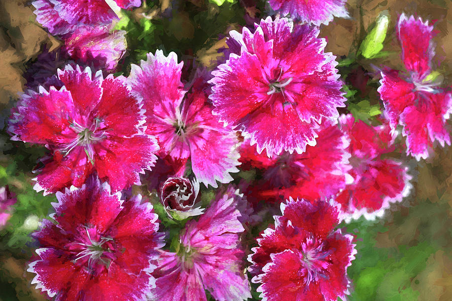 Dianthus Photograph by Donna Kennedy