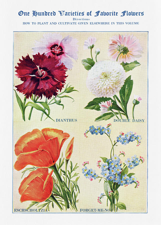 Dianthus, Double Daisy, - Vintage Flower Illustration - The Open Door to Independence Digital Art by Studio Grafiikka
