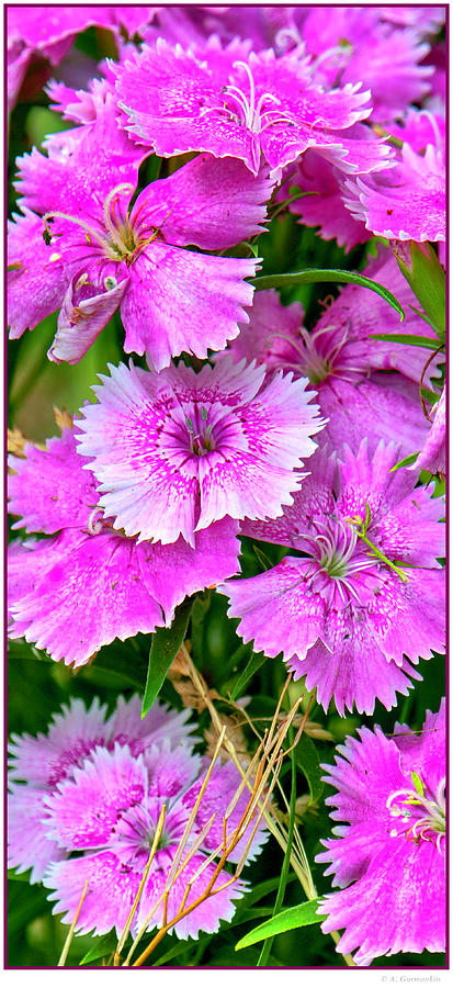 Dianthus Flowers Photograph