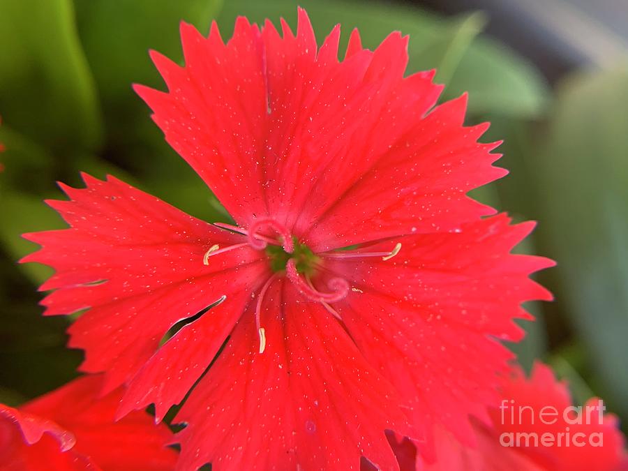 Dianthus Flowers Photograph by Catherine Wilson