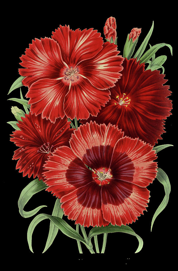 Dianthus on Black Mixed Media by Lorena Cassady