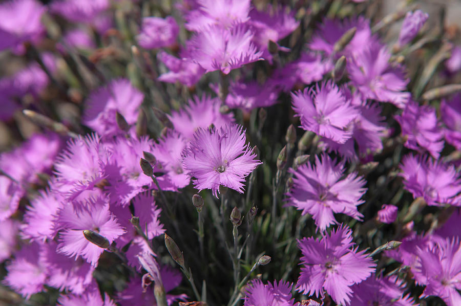 Dianthus Theresa 1 Photograph by Jenny Rainbow