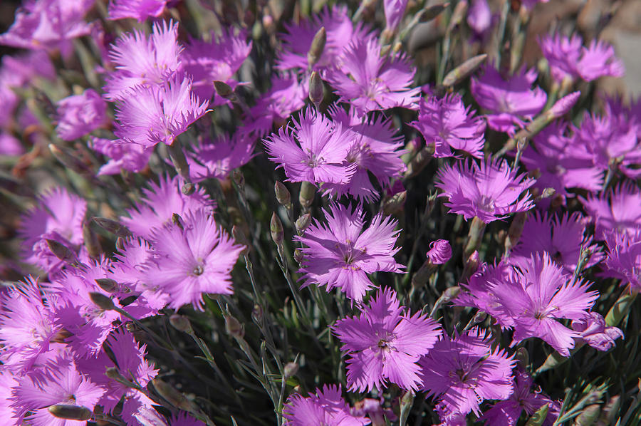 Dianthus Theresa 2 Photograph by Jenny Rainbow
