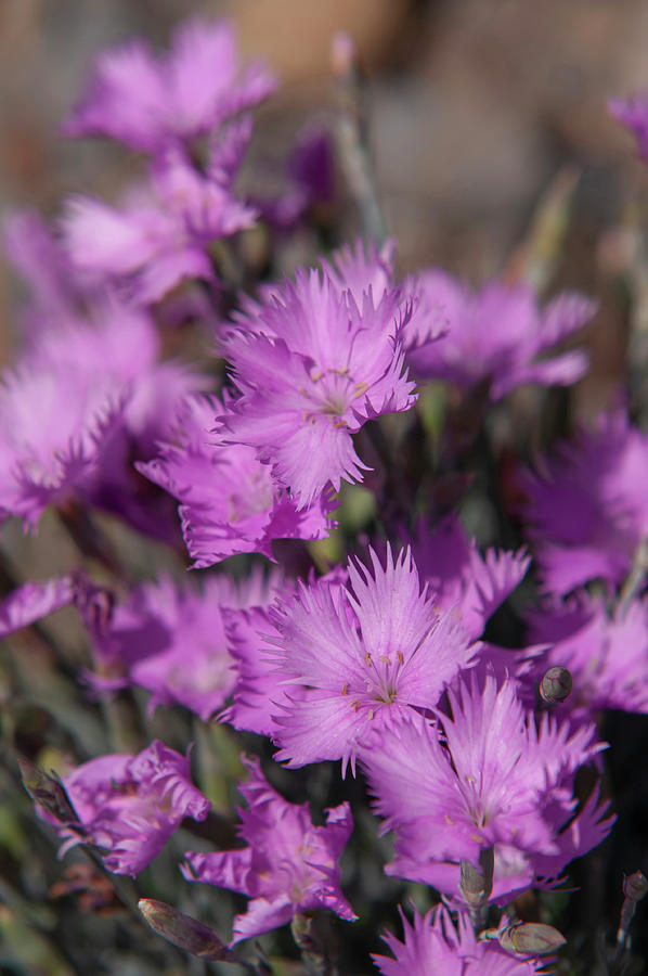 Dianthus Theresa Photograph by Jenny Rainbow