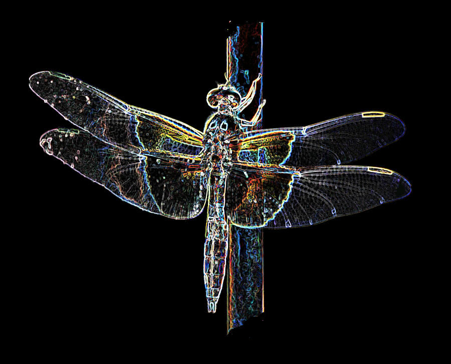 Insects Digital Art - Diaphanous DragonFly by Donna Meyer