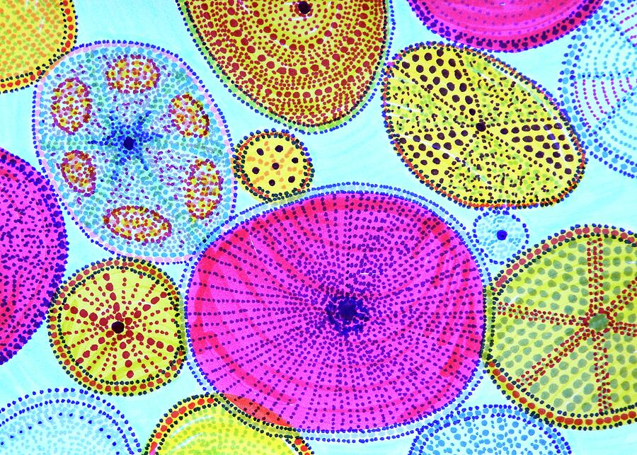Diatoms Drawing by Kirsten Giving