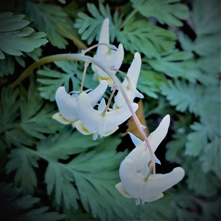 Dicentra Cucullaria Photograph by Angela Davies