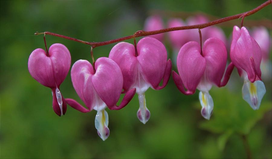 Dicentra Spectabilis Photograph by Vida Ficko - Fine Art America