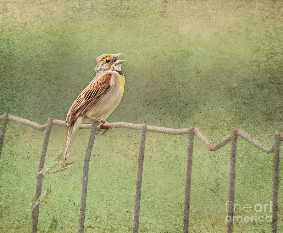 Dickcissel on Fence Photograph by Pam  Holdsworth