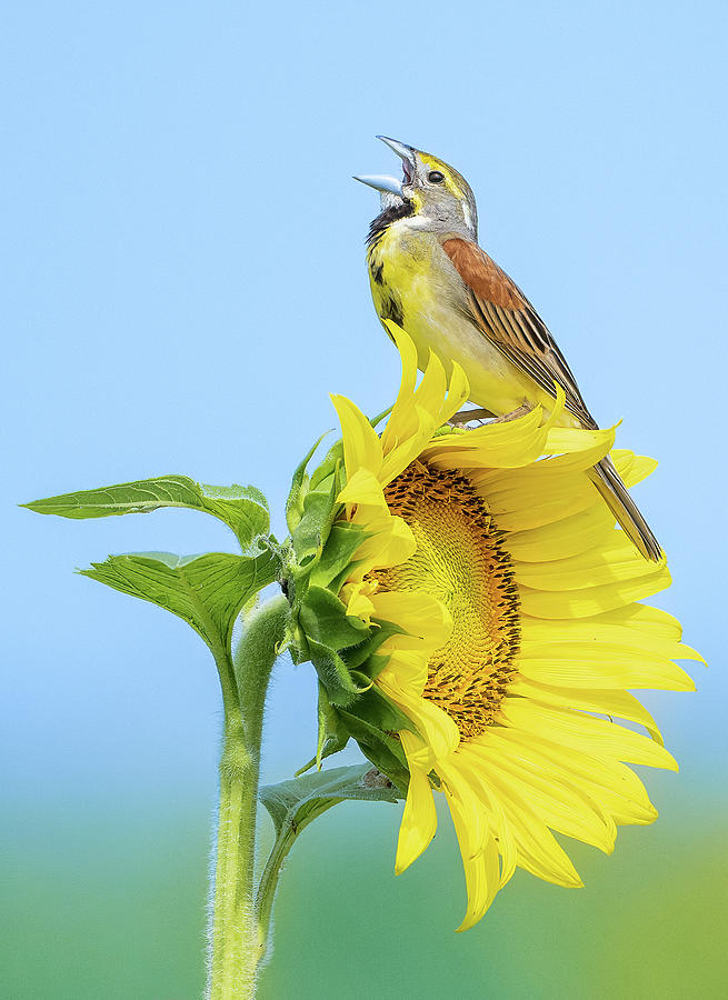 Dickcissel on Sunflower Photograph by Julie Barrick