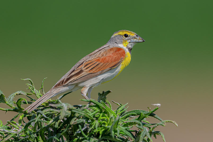 Dickcissel Perched Photograph by Morris Finkelstein