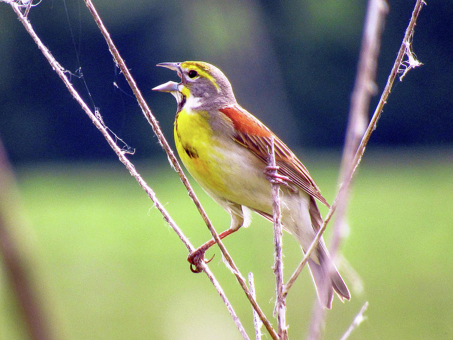 Dickcissel Singing Photograph by Amy Hosp