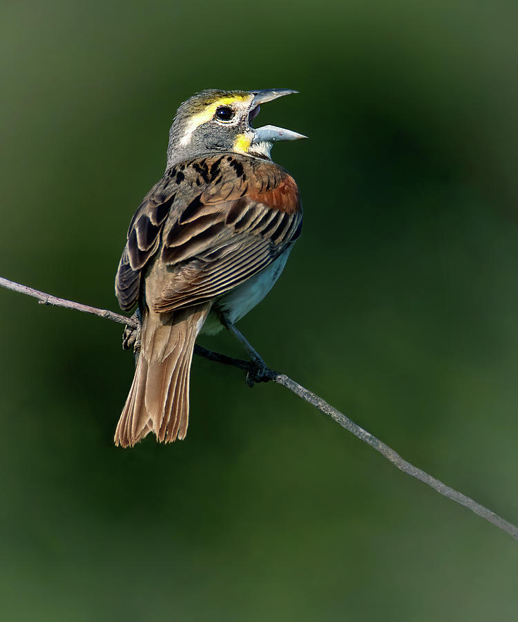 Dickcissel Chat Photograph by Art Cole