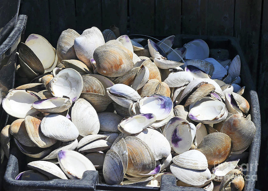 Did Someone Say Clams Photograph by Sharon Williams Eng