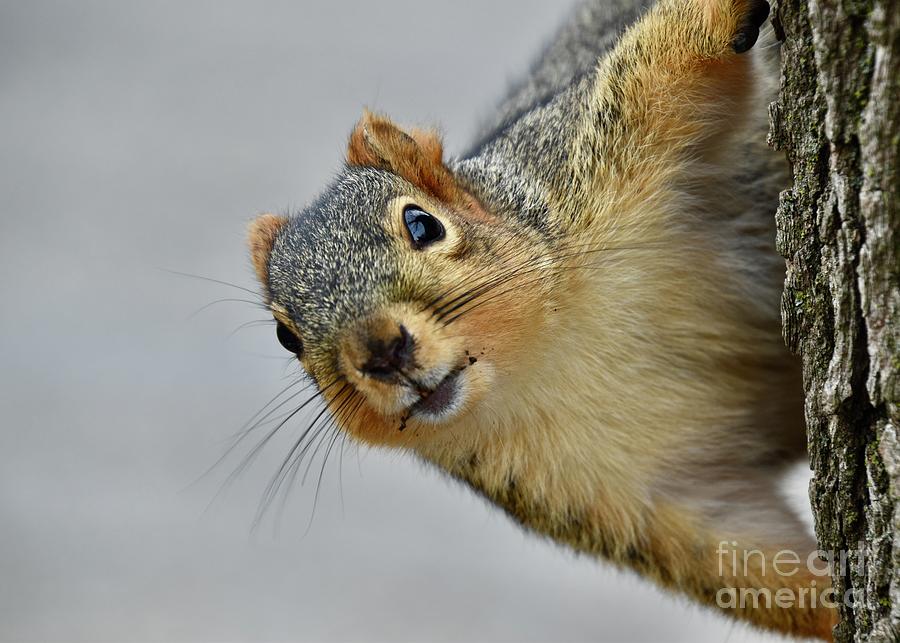 Squirrel Surprise Photograph by James Lloyd