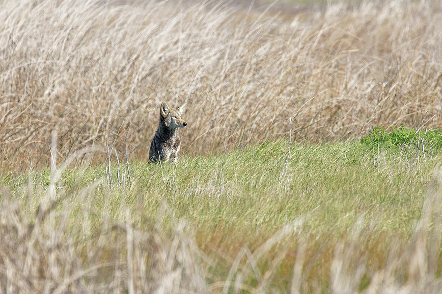 Did You Hear Something? -- Coyote at San Luis National Wildlife Refuge, California Photograph by Darin Volpe