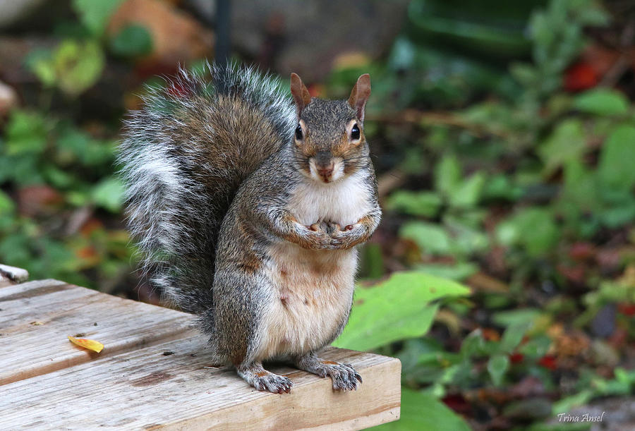 Did You Say There Were Nuts? Photograph by Trina Ansel